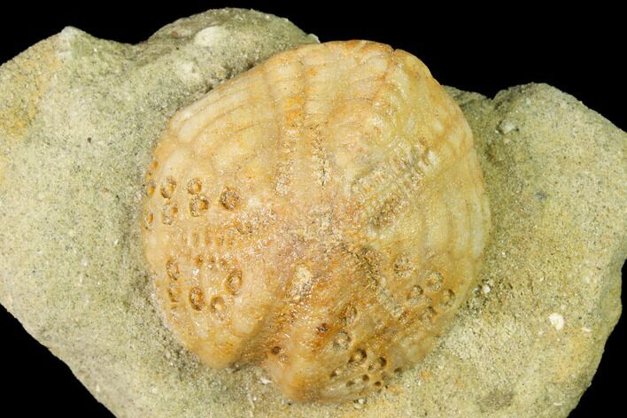 Sea Urchin (Lovenia) Fossil on Sandstone - Beaumaris, Australia #144380